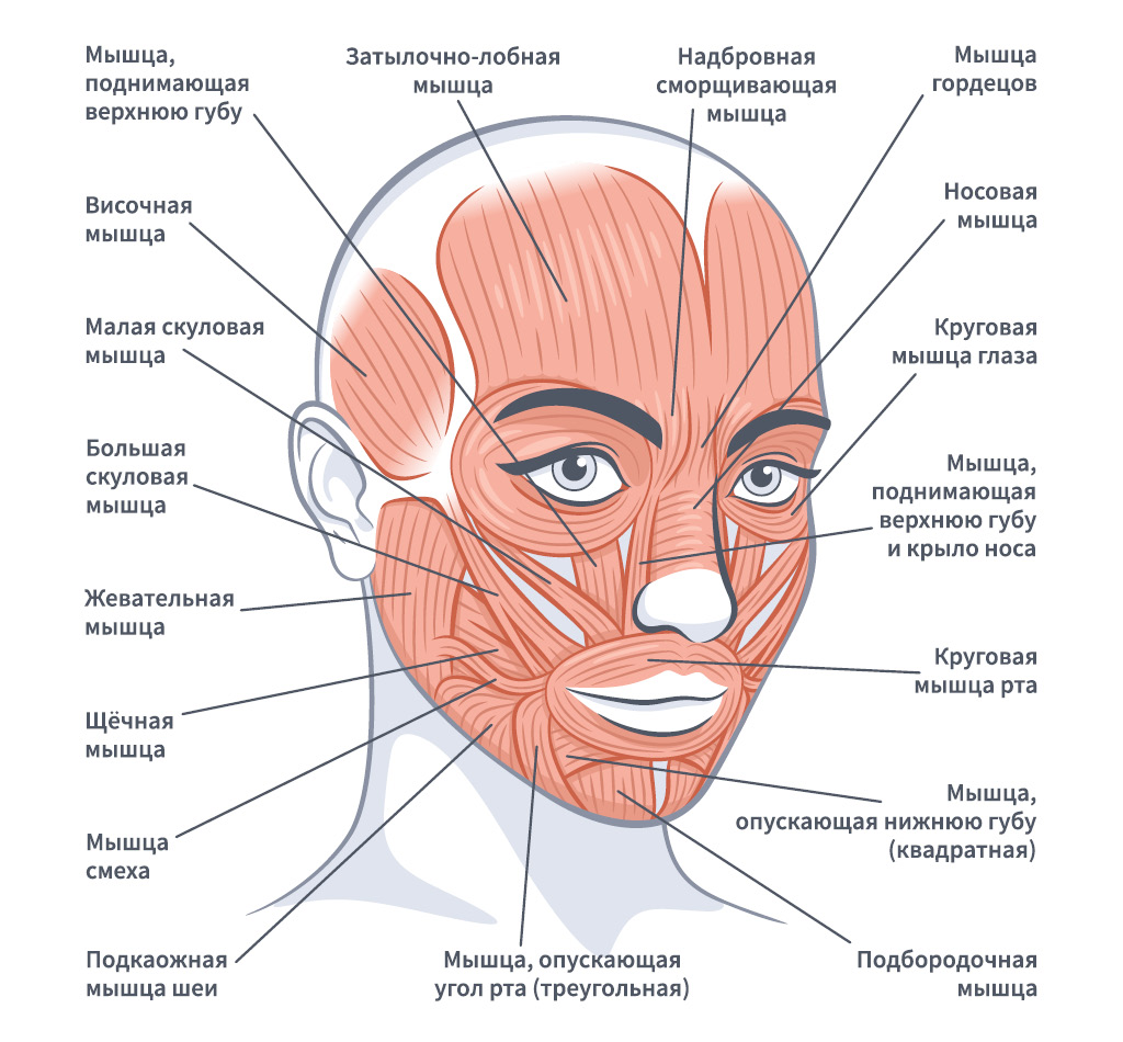 строение мышц лица